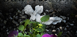 Besøg kirkegården