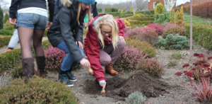 Plante påskeliljer