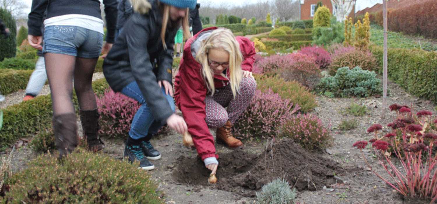 Plante påskeliljer